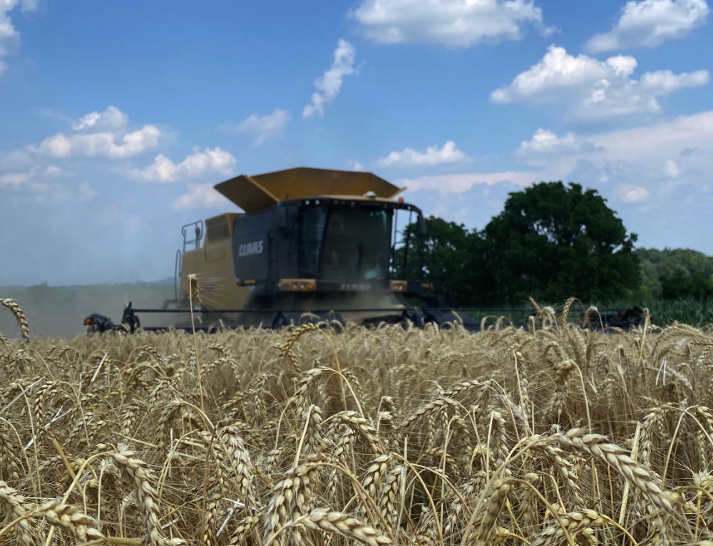 Combine harvesting wheat on our family farm