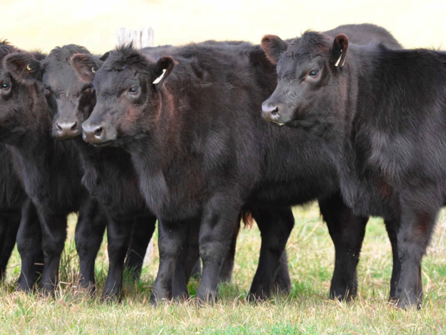 A picture of our beef cattle. 